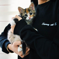 Tekir Kedi, Kedi  Maşa - Pudra - Geyşa - Yoda fotoğrafı