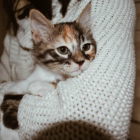 Tekir Kedi, Kedi  Maşa - Pudra - Geyşa - Yoda fotoğrafı