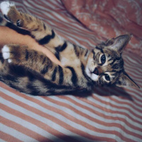 Tekir Kedi, Kedi  Maşa - Pudra - Geyşa - Yoda fotoğrafı