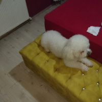 Bichon Frise, Köpek  Paşa fotoğrafı
