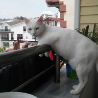 Van Kedisi, Kedi  PAŞA fotoğrafı