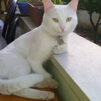 Van Kedisi, Kedi  PAŞA fotoğrafı