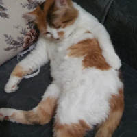 Van Kedisi, Kedi  PAŞA fotoğrafı