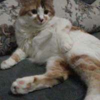 Van Kedisi, Kedi  PAŞA fotoğrafı