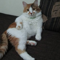 Van Kedisi, Kedi  PAŞA fotoğrafı
