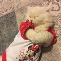Chinchilla, Kedi  Mofy fotoğrafı