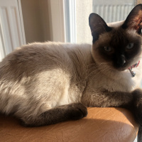 Siyam Kedisi, Kedi  Mila fotoğrafı