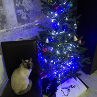 Siyam Kedisi, Kedi  Mila fotoğrafı