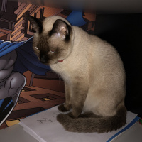 Siyam Kedisi, Kedi  Mila fotoğrafı