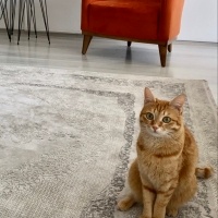 Tekir Kedi, Kedi  Suşi fotoğrafı