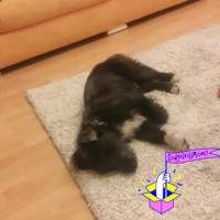 Border Terrier, Köpek  Alfa fotoğrafı