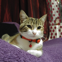 Tekir Kedi, Kedi  Michel fotoğrafı
