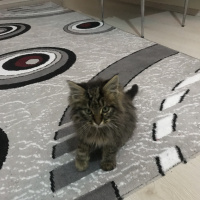 Tekir Kedi, Kedi  Alex fotoğrafı
