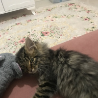 Tekir Kedi, Kedi  Alex fotoğrafı
