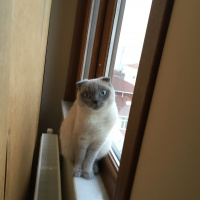 British Shorthair, Kedi  Ares fotoğrafı