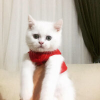 British Shorthair, Kedi  Pufi fotoğrafı