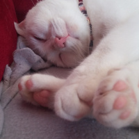 Ankara Kedisi, Kedi  Misbon fotoğrafı