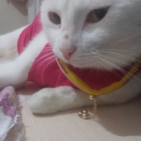 Ankara Kedisi, Kedi  Misbon fotoğrafı