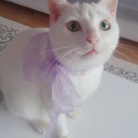 Ankara Kedisi, Kedi  Misbon fotoğrafı