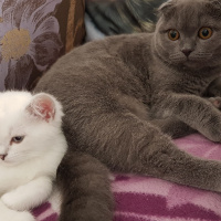 Scottish Fold, Kedi  Sera fotoğrafı