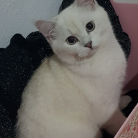 Scottish Fold, Kedi  Sera fotoğrafı
