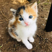 Tekir Kedi, Kedi  Nazlı fotoğrafı