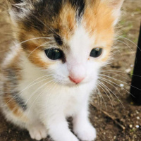 Tekir Kedi, Kedi  Nazlı fotoğrafı