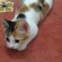 Tekir Kedi, Kedi  Nazlı fotoğrafı