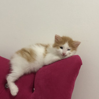 Sarman, Kedi  Çiğdem fotoğrafı