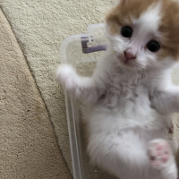 Sarman, Kedi  Çiğdem fotoğrafı