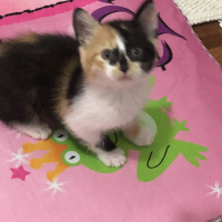 Sarman, Kedi  Gece fotoğrafı
