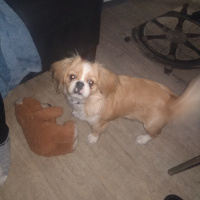 Pekingese, Köpek  Pekmez fotoğrafı