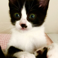 Tuxedo (Smokin) Kedi, Kedi  Pati fotoğrafı