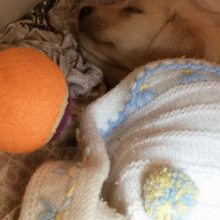 Labrador Retriever, Köpek  arya fotoğrafı