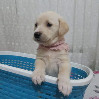 Labrador Retriever, Köpek  arya fotoğrafı