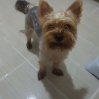 Yorkshire Terrier, Köpek  Miço fotoğrafı