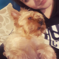 Yorkshire Terrier, Köpek  Miço fotoğrafı