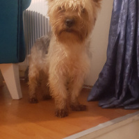 Yorkshire Terrier, Köpek  Miço fotoğrafı