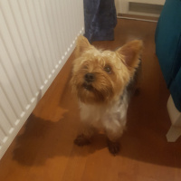 Yorkshire Terrier, Köpek  Miço fotoğrafı
