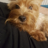 Yorkshire Terrier, Köpek  Miço fotoğrafı