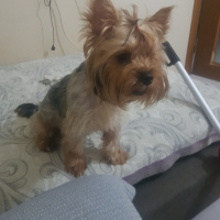 Yorkshire Terrier, Köpek  Miço fotoğrafı