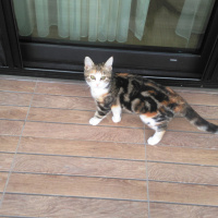 Tekir Kedi, Kedi  krokan fotoğrafı
