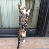 Tekir Kedi, Kedi  krokan fotoğrafı