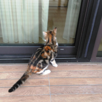 Tekir Kedi, Kedi  krokan fotoğrafı
