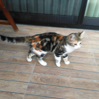 Tekir Kedi, Kedi  krokan fotoğrafı