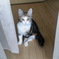 Tekir Kedi, Kedi  krokan fotoğrafı