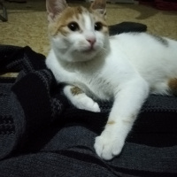 Tekir Kedi, Kedi  Çipet fotoğrafı