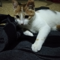 Tekir Kedi, Kedi  Çipet fotoğrafı