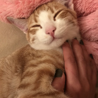 Sarman, Kedi  Romeo fotoğrafı