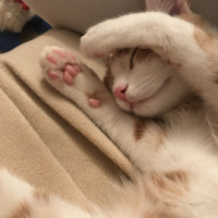 Sarman, Kedi  Romeo fotoğrafı